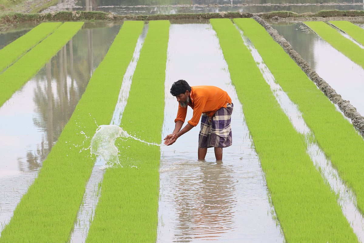 আমনের বীজতলায় সেচ দিচ্ছেন কৃষক। 
