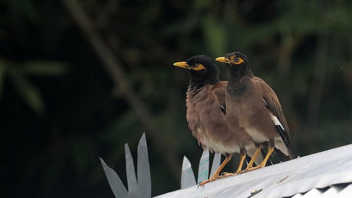 ছবি: সোয়েল রানা