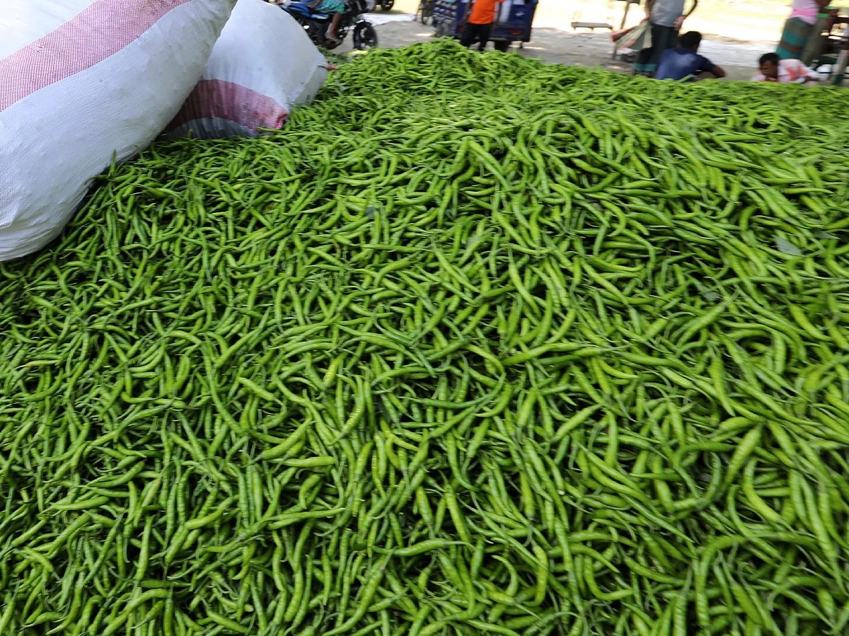 কাঁচা মরিচের দাম আবার ৩০০ টাকা ছাড়াল