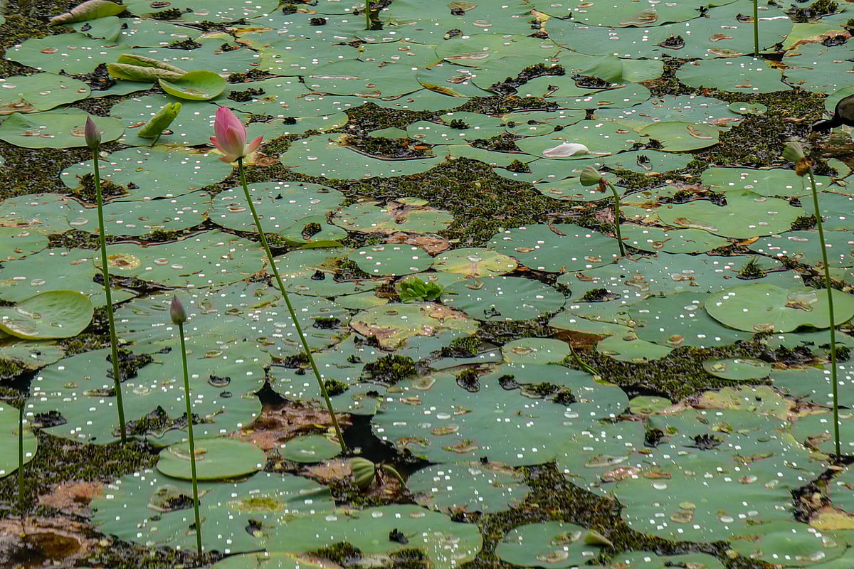 ছবি: সাবিনা ইয়াসমিন
