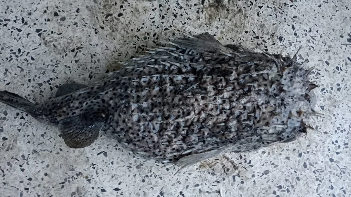পটুয়াখালীর কুয়াকাটা–সংলগ্ন বঙ্গোপসাগরে জেলের জালে ধরা পড়েছে বিরল প্রজাতির একটি পাফারফিশ। গতকাল রোববারছবি: প্রথম আলো