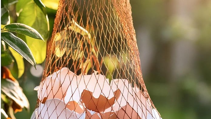 ছবি: রেসিপিস