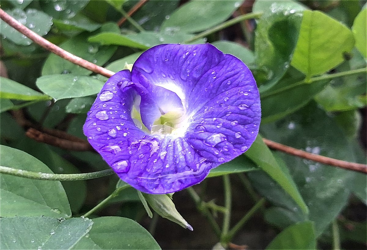 ছবি: আবদুর রহমান ঢালী 