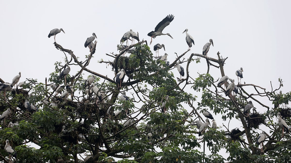 করতোয়া নদীর তীরবর্তী রামনগর যেন পাখিদের গ্রাম