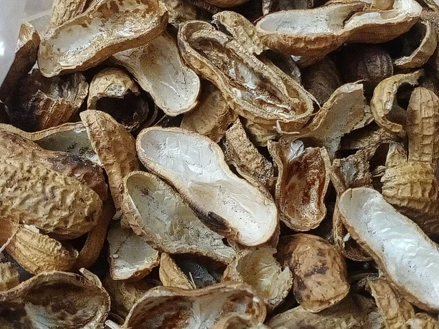 বাদামের খোসার আছে বহুবিধ ব্যবহার