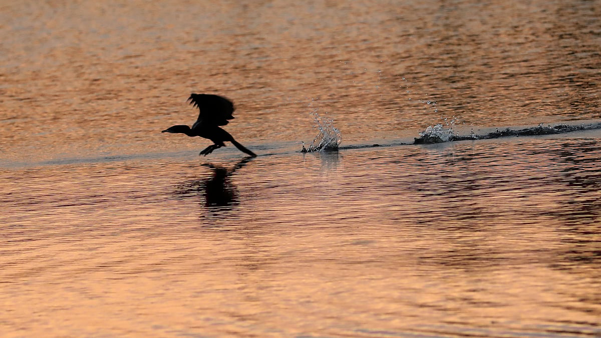 সাঁঝের বেলায় বিলের পানি ছুঁয়ে উড়ছে একটি পানকৌড়ি