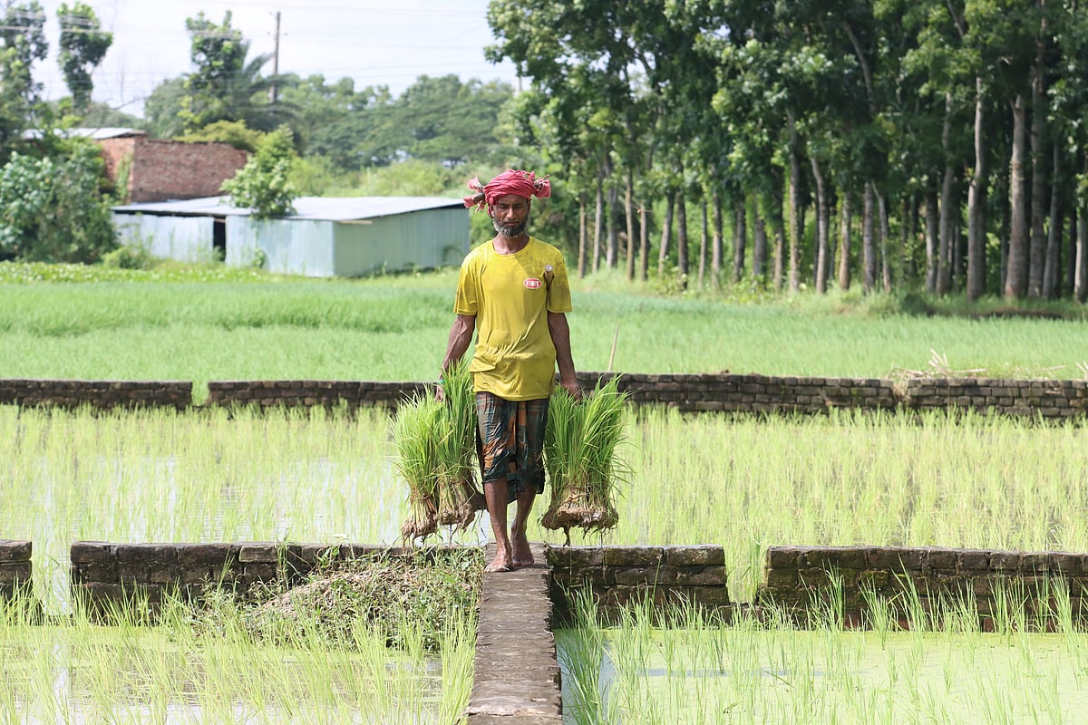 ছবি: আলীমুজ্জামান 