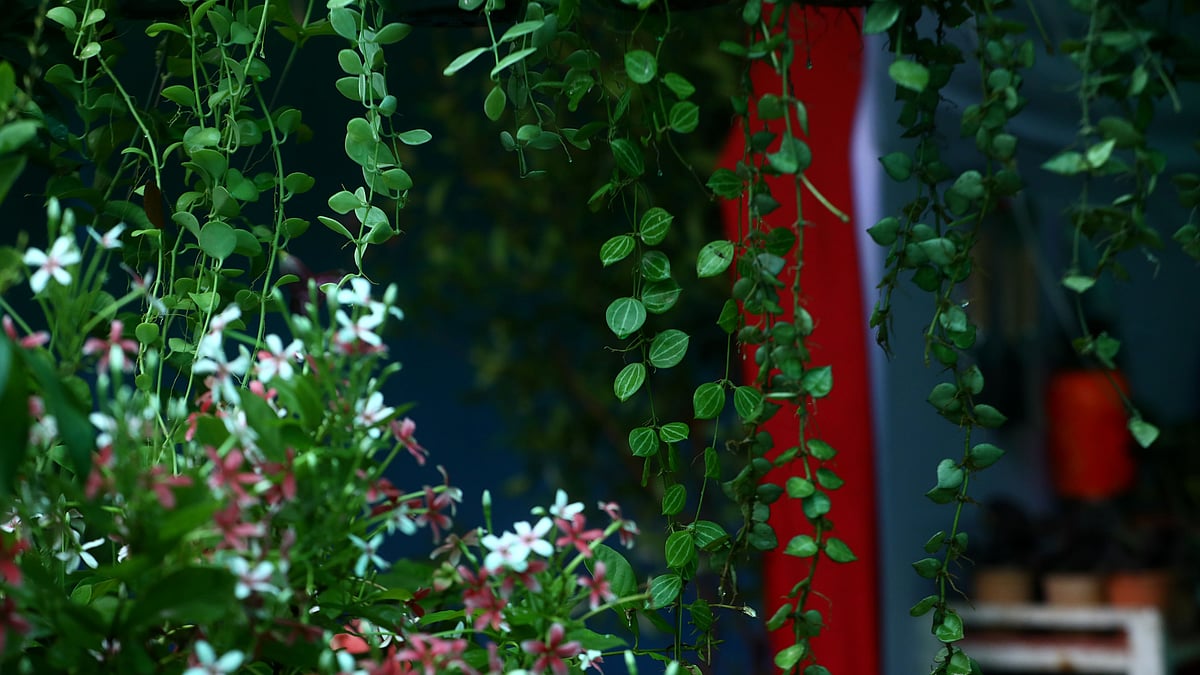 বৃক্ষমেলায় ফুল-লতাপাতা দিয়ে সাজানো স্টল