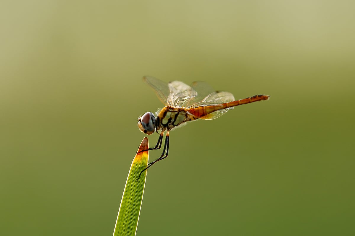 ছবি: সাদ্দাম হোসেন