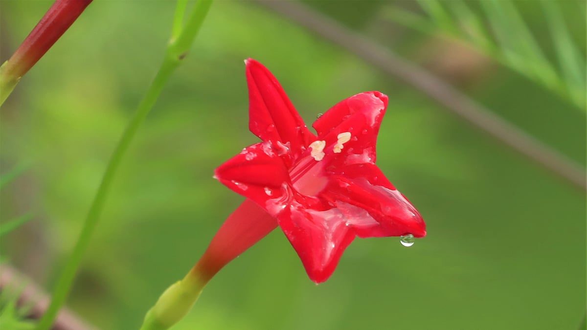  ছবি: সুপ্রিয় চাকমা