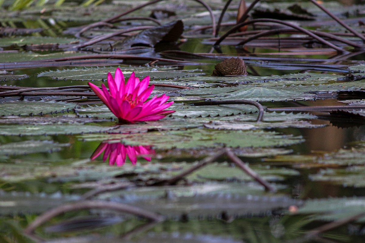 ছবি: সাদ্দাম হোসেন