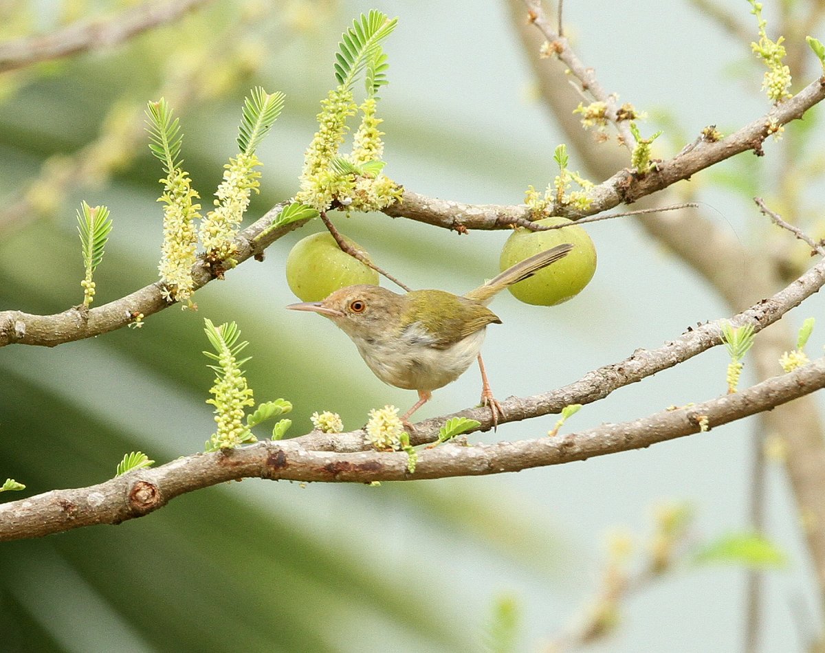ছবি: সুপ্রিয় চাকমা