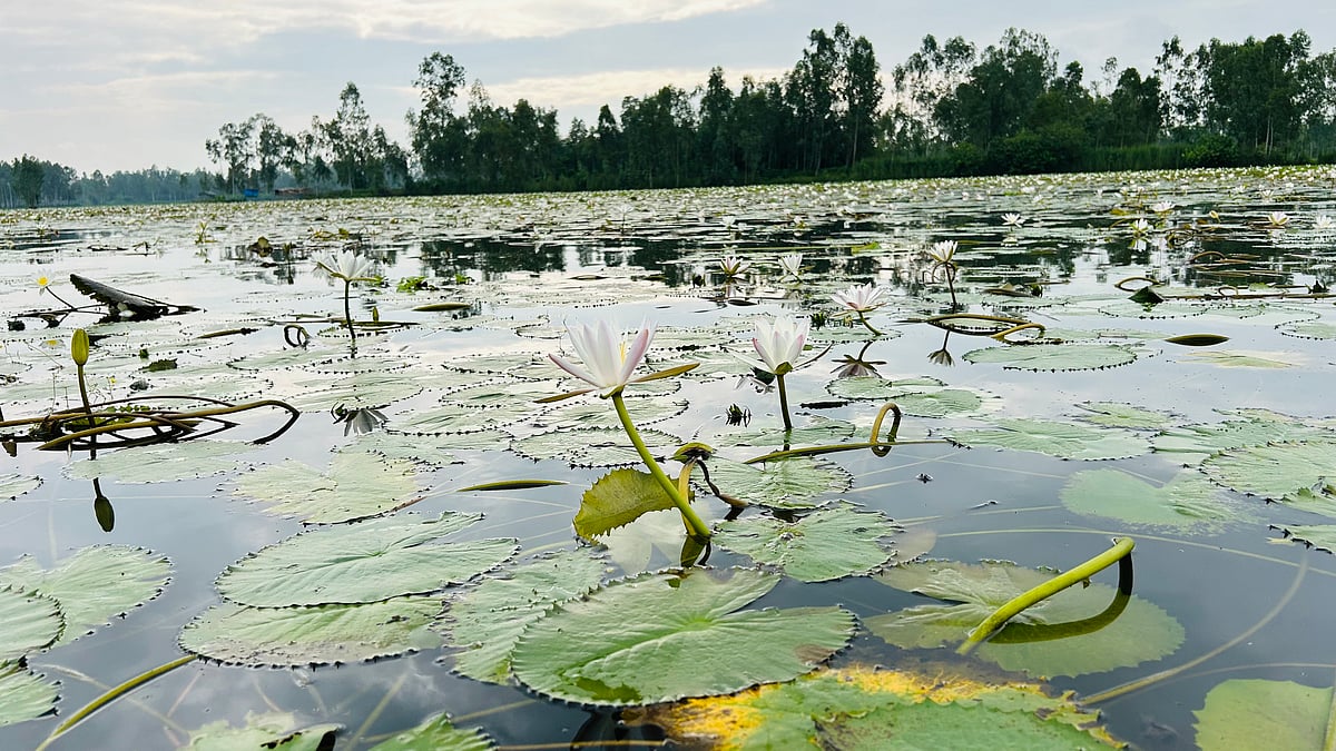 দিনাজপুরের বিরামপুর উপজেলার খিয়ারমামুদপুর গ্রামের সাদা শাপলার বিল। এটি দেখতে দূর–দূরান্ত থেকে দর্শনার্থীরা আসেনছবি: প্রথম আলো
