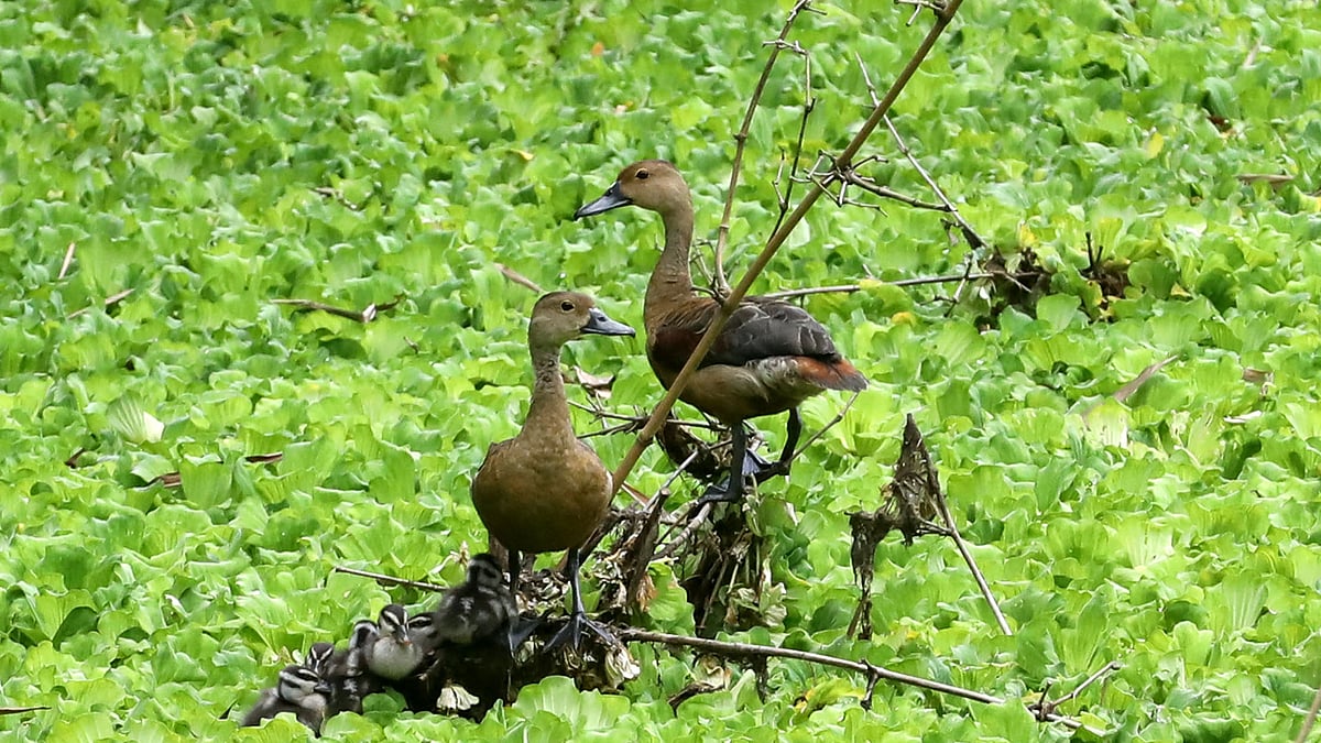 ছানা নিয়ে সতর্ক দৃষ্টিতে বসে আছে পাতি সরালি জোড়া