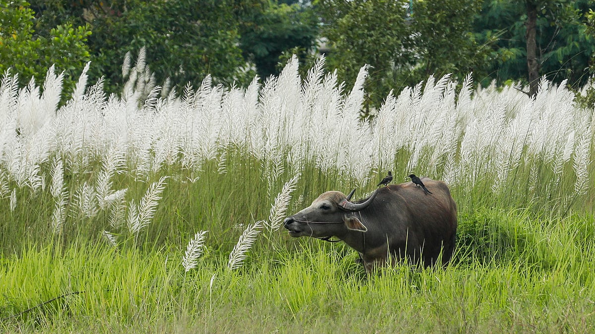 ফুটে থাকা কাশফুলে শুভ্র রূপ প্রকৃতির