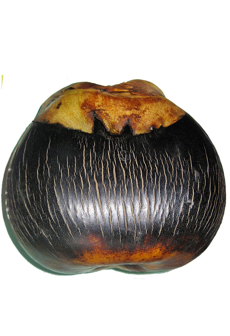 তাল: গরমে প্রাকৃতিক এয়ারকন্ডিশনার