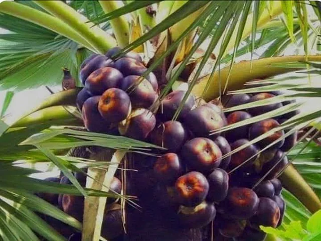 পাকা তাল খাওয়া যায় নানাভাবে