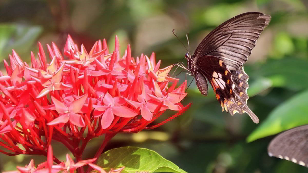 ছবি: তাফসিলুল আজিজ
