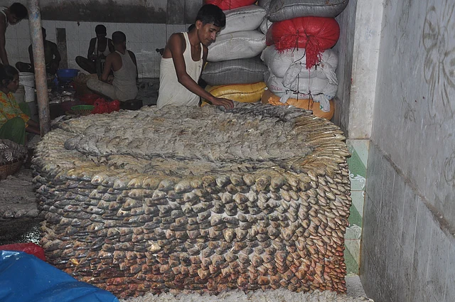 নোনা ইলিশ এখন বাঙালির খাদ্যসংস্কৃতির অংশ
