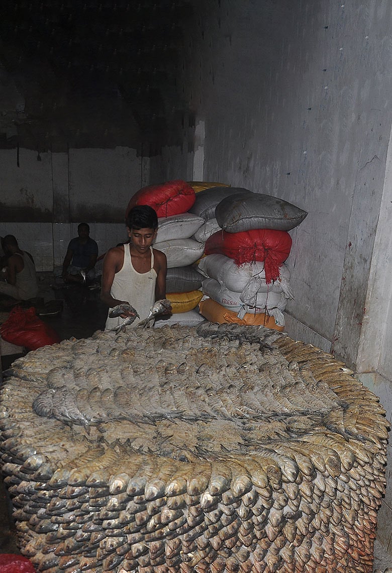 লোনা ইলিশ: সংরক্ষণকৌশল থেকে রসনা ঐতিহ্যে