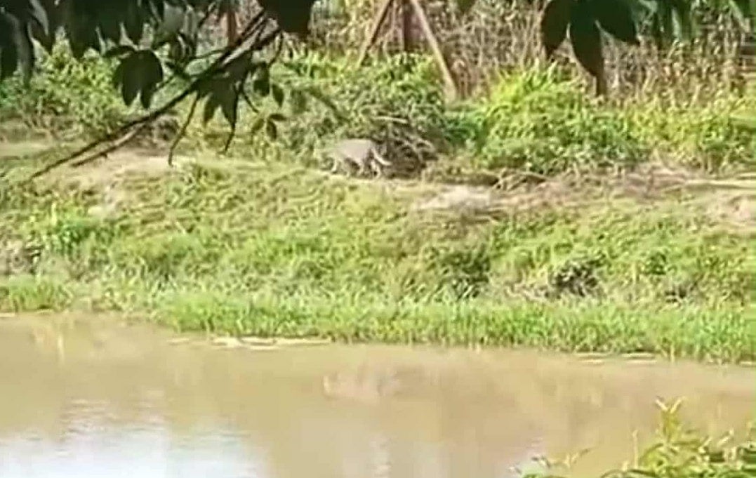 ফেনীর সীমান্ত এলাকায় দেখা যায় চিতাবাঘছবি: ভিডিও থেকে নেওয়া