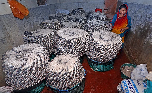 লোনা ইলিশ এখন দেশজুড়ে জনপ্রিয়