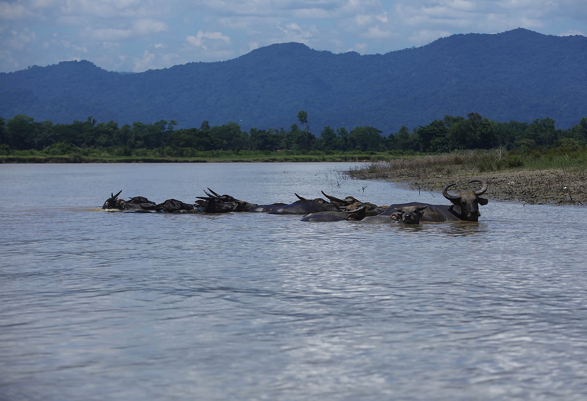 জলাশয়ে শরীর ডুবিয়ে আছে মহিষের পাল 