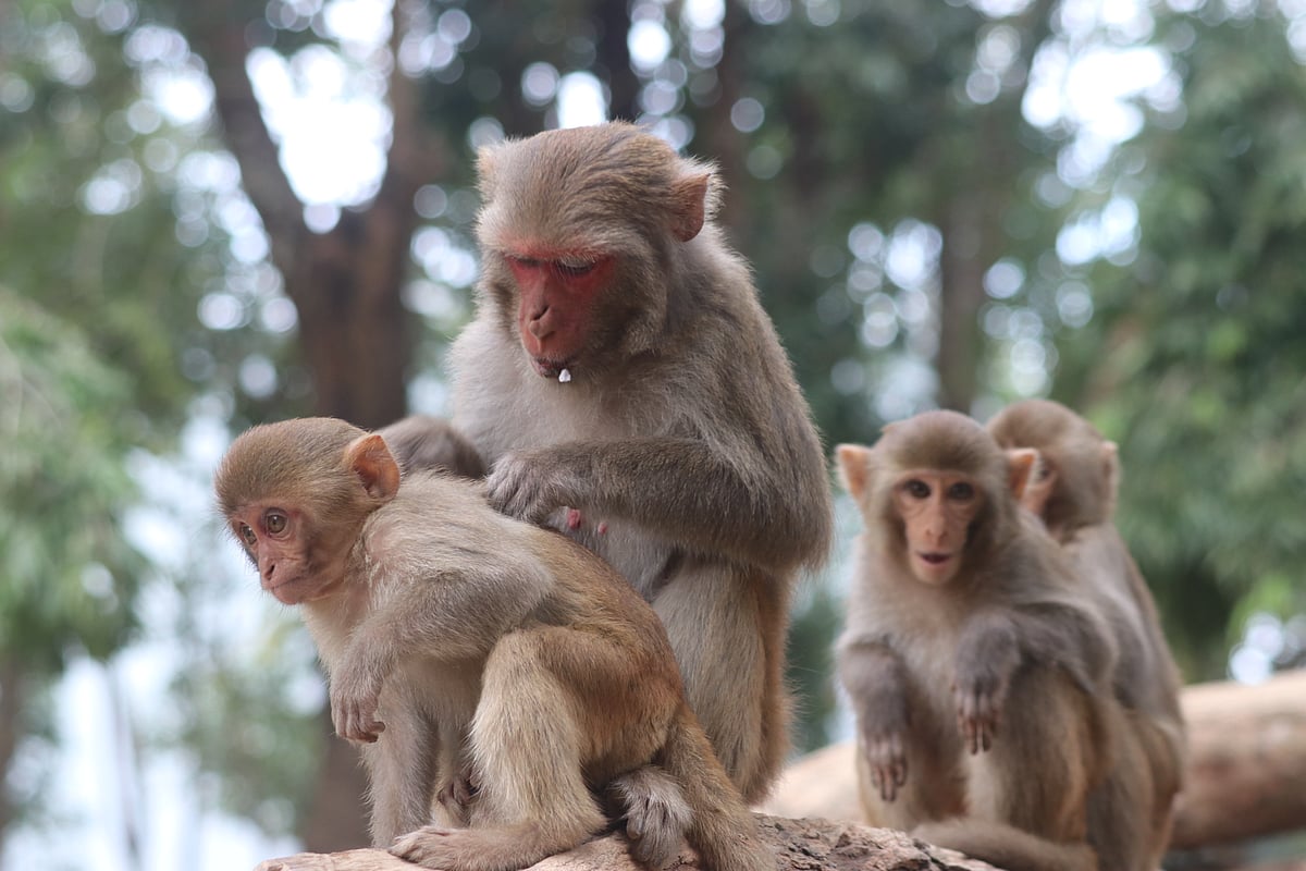 ছবি: সুপ্রিয় চাকমা 