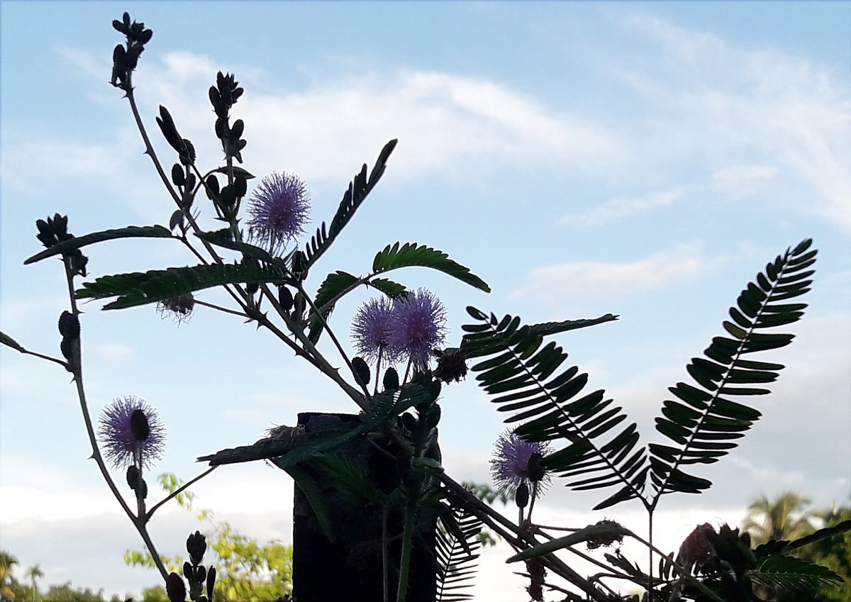 ছবি: আকমল হোসেন