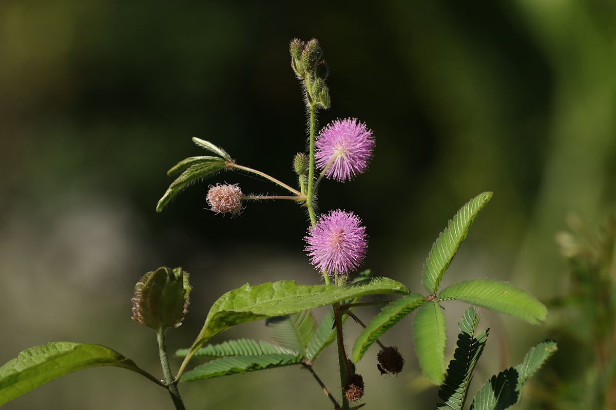 ছবি: মংহাইসিং মারমা