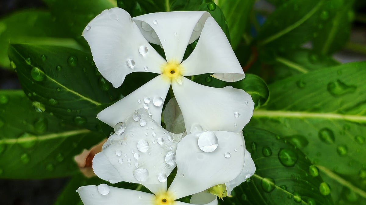 ছবি: আবদুর রহমান ঢালী