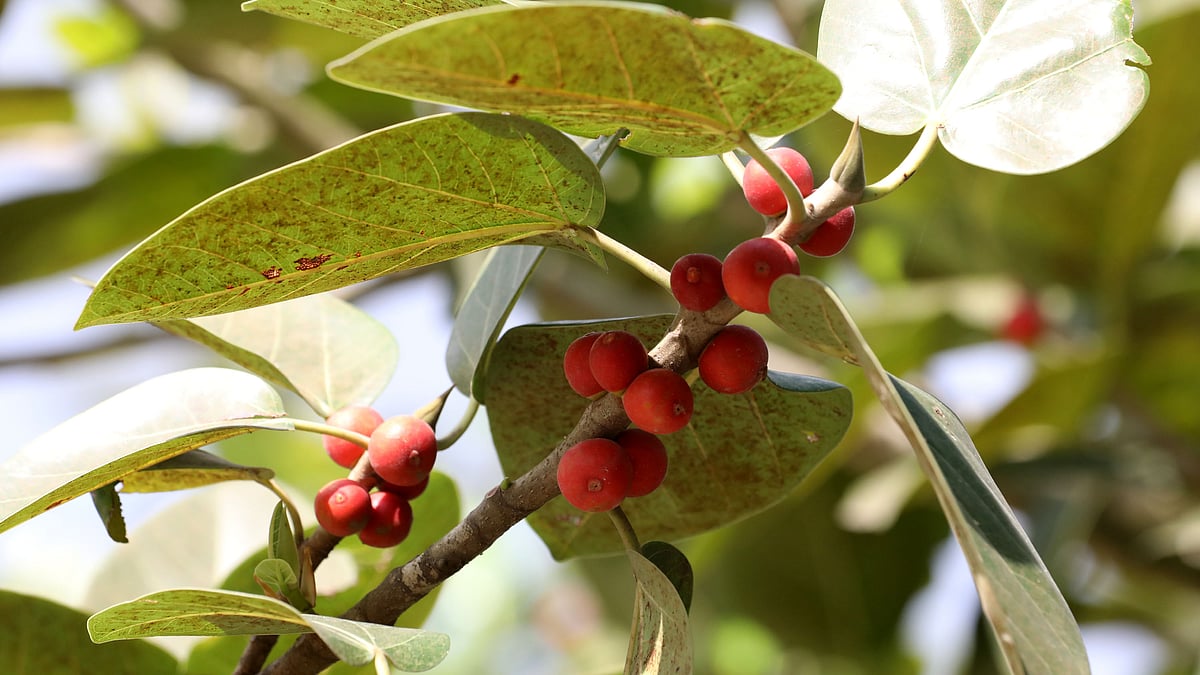 গাছে পেকে আছে লাল টুকটুকে বটফল। 