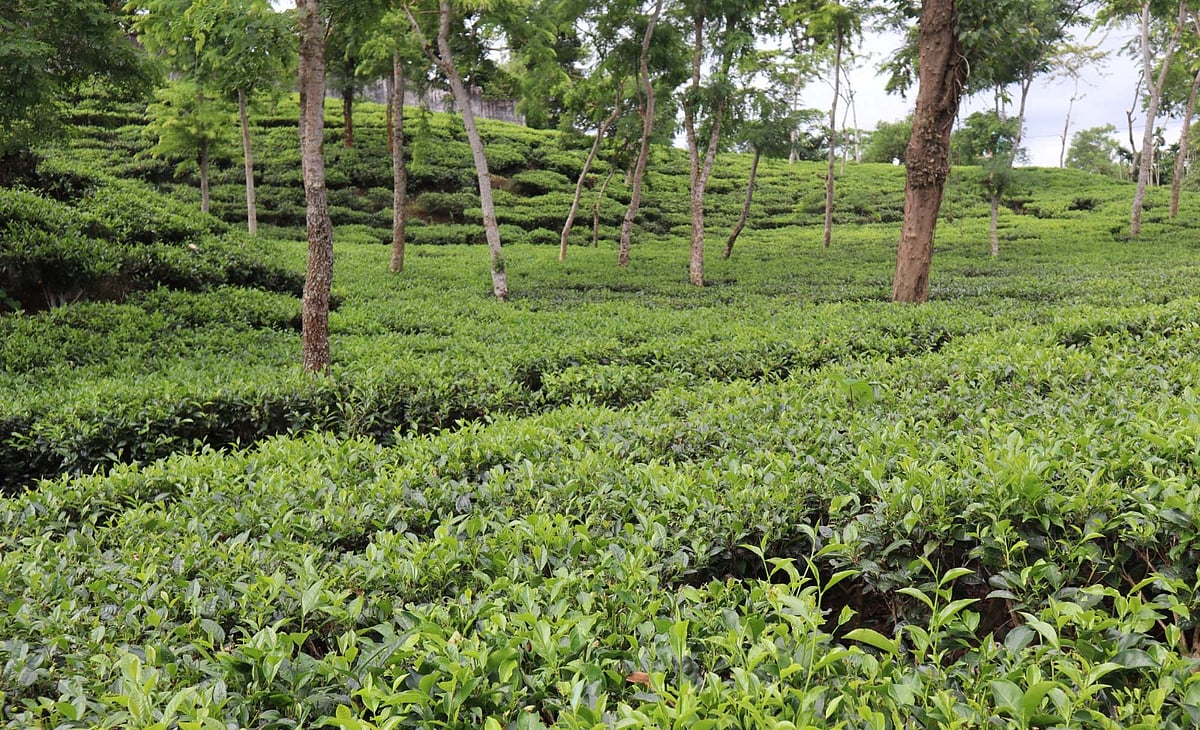 সবুজ গালিচার মতো বিছানো মৌলভীবাজারের মাজদিহি চা-বাগানছবি: প্রথম আলো
