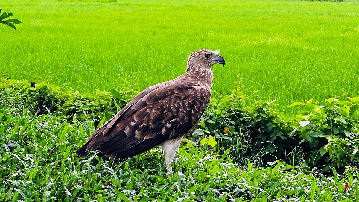 চট্টগ্রাম বিশ্ববিদ্যালয়ের বোটানিক্যাল গার্ডেন থেকে উদ্ধার করা ইগল। আজ বিকেলেছবি : প্রথম আলো