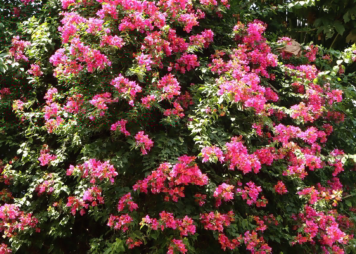 ছবি: সুপ্রিয় চাকমা