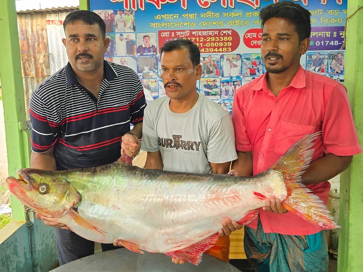 রাজবাড়ীর দৌলতদিয়া ঘাট বাজারে এক ঢাঁই মাছ বিক্রি হলো ১ লাখ ৮ হাজার ৫০০ টাকায়। আজ বৃহস্পতিবার সকালেছবি: প্রথম আলো