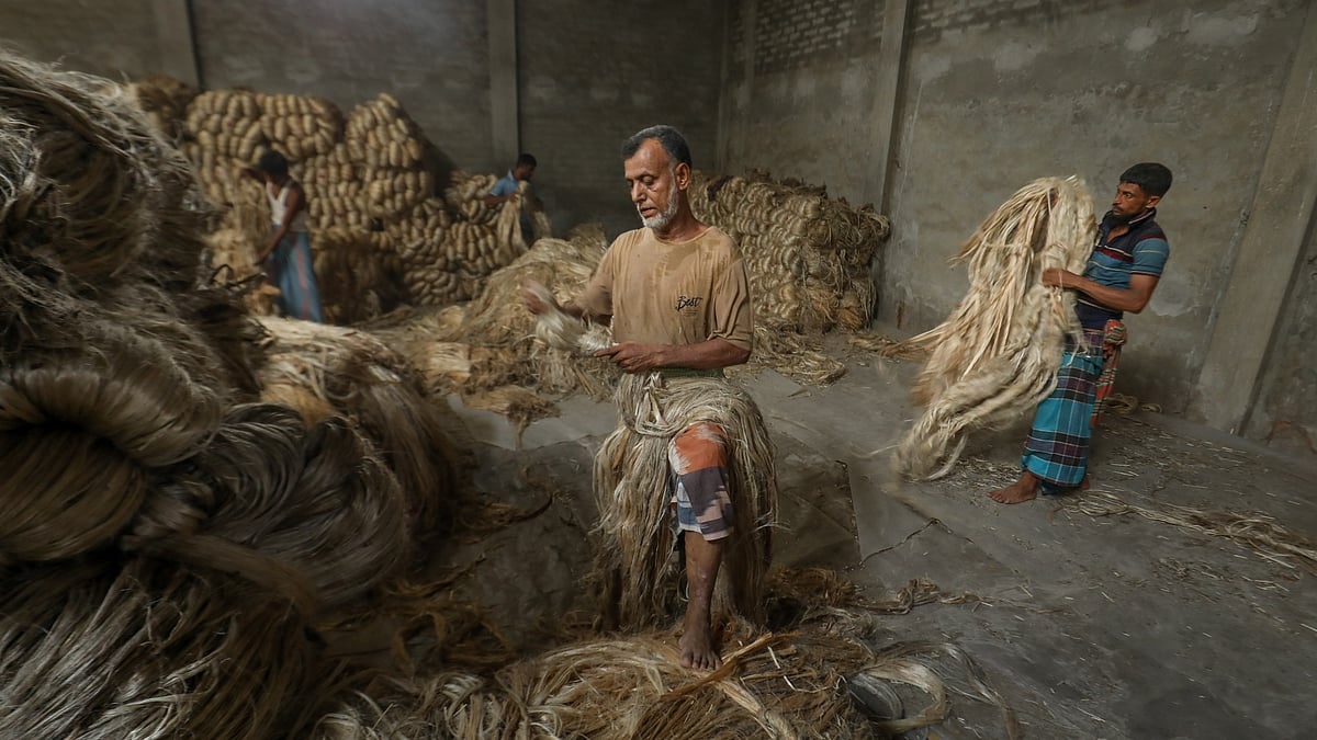 যাচাই করতে আঁটি বাঁধা পাট খোলা হচ্ছে