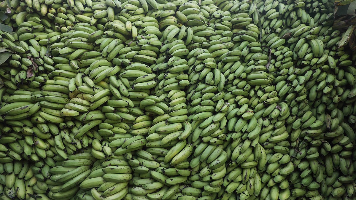 ট্রাকের ওপর কলার স্তূপ।