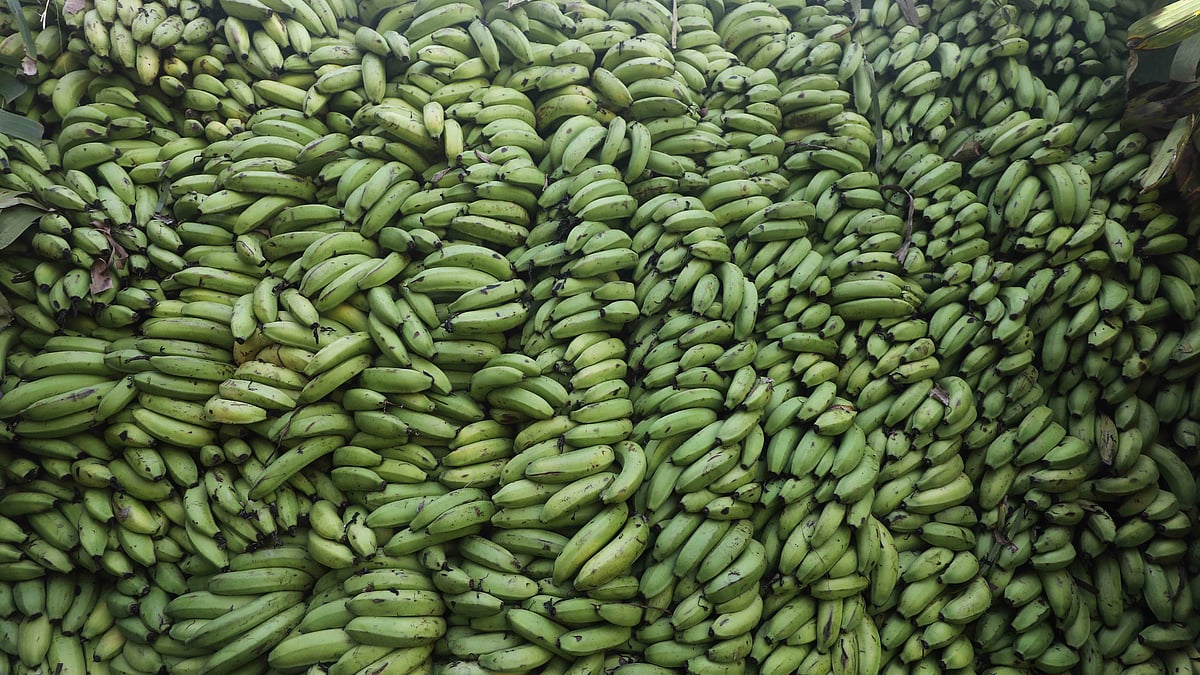 ট্রাকের ওপর কলার স্তূপ।