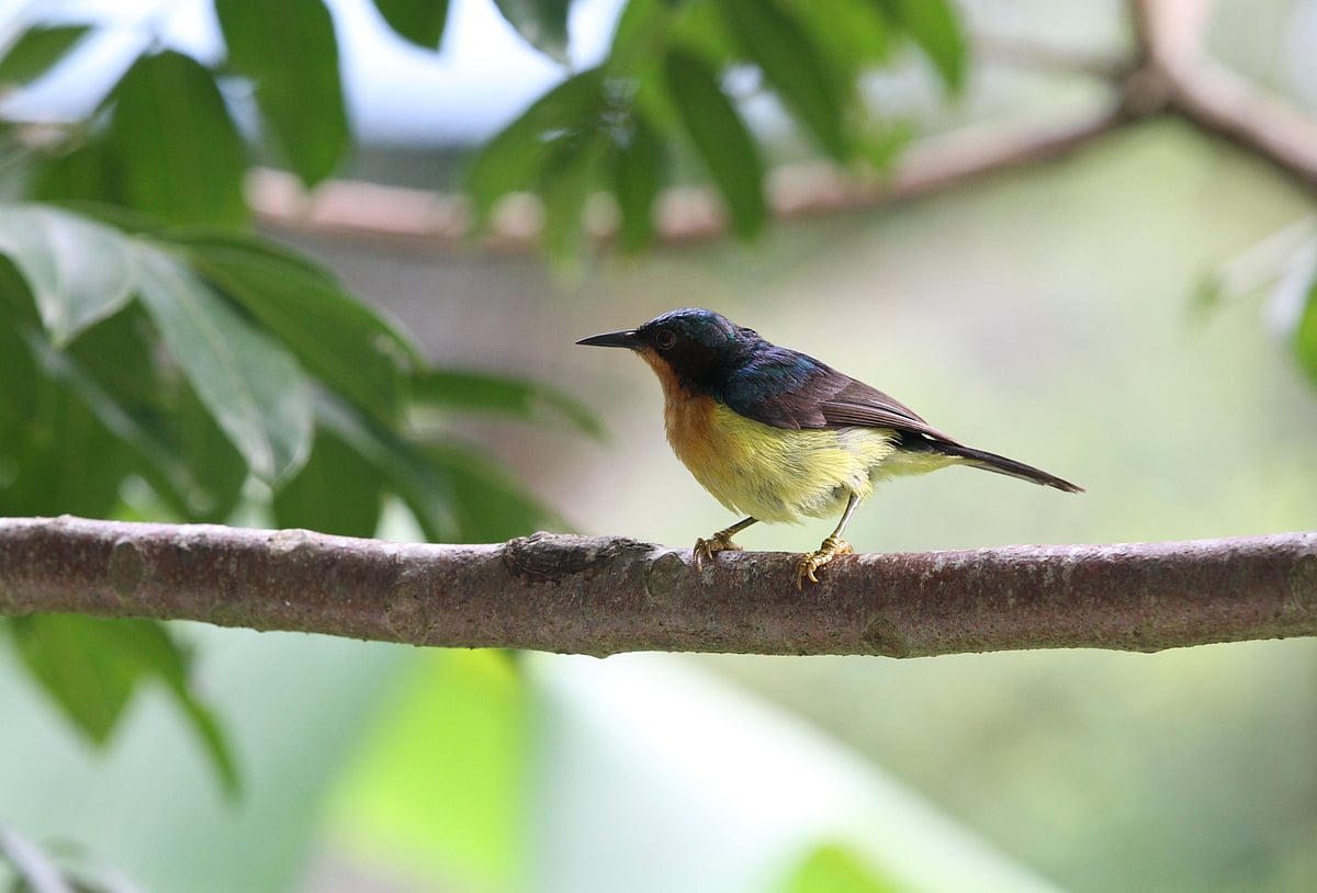  ছবি: সুপ্রিয় চাকমা