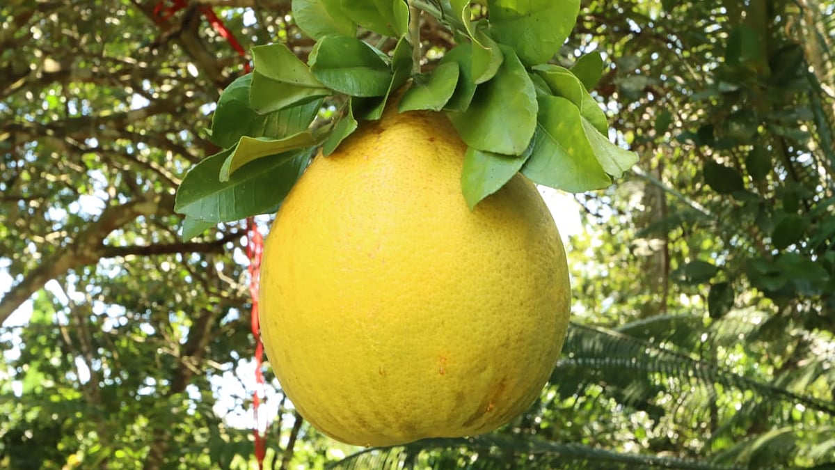 গাছে ঝুলছে পাকা বাতাবিলেবু