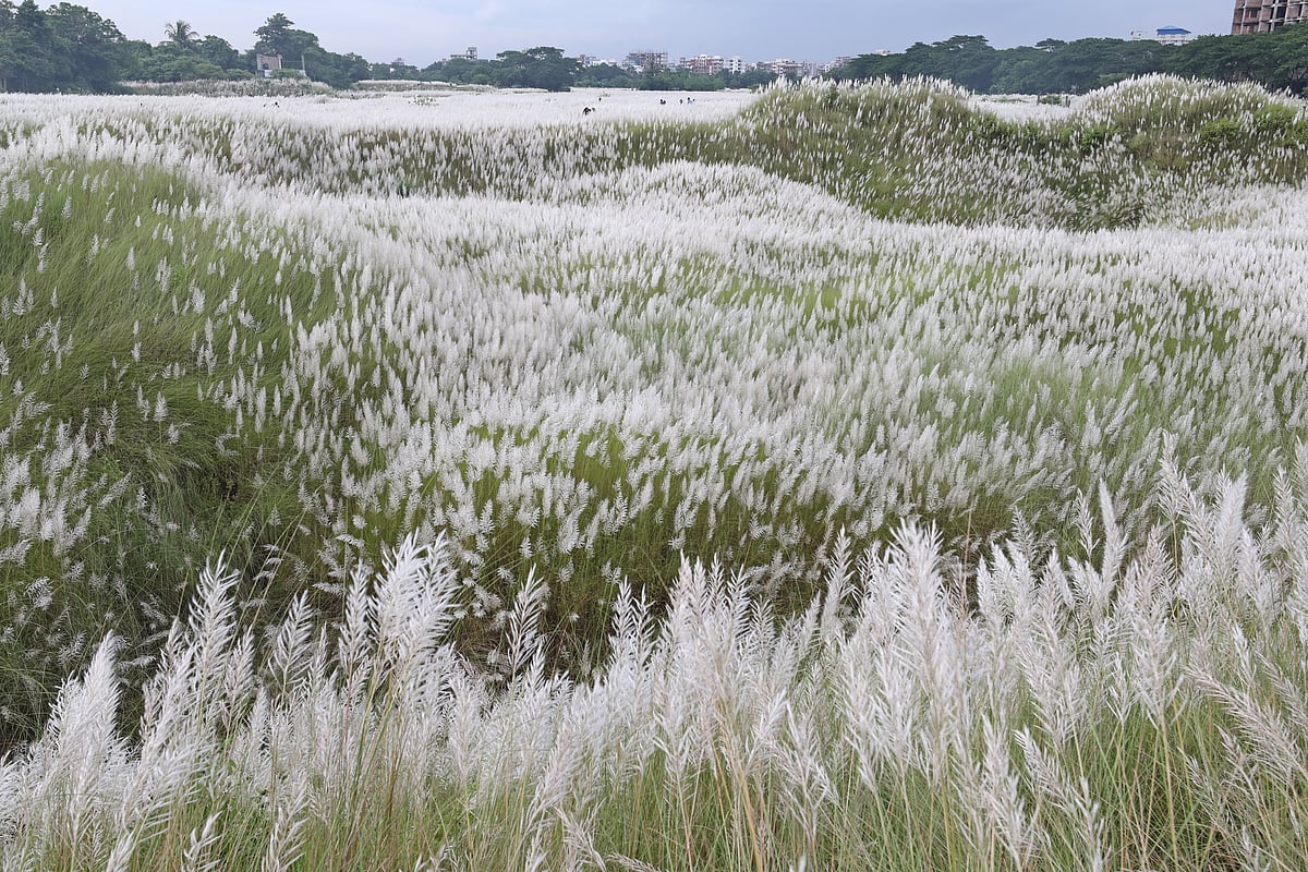 দিগন্তজুড়ে কাশফুল আর কাশফুল 