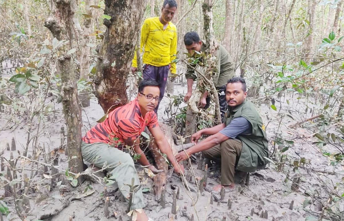 সুন্দরবনের গহিনে ফাঁদে আটকা পড়া হরিণ উদ্ধার করেন বনরক্ষীরা। মঙ্গলবার হায়াতখালী টহল ফাঁড়ির আওতাধীন হেলাল খালের পাশেছবি: প্রথম আলো