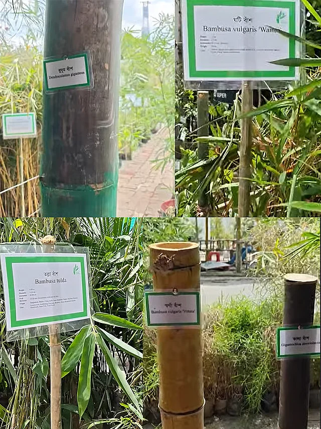৪২ প্রজাতির বাঁশ পাওয়া যায় এদেশে