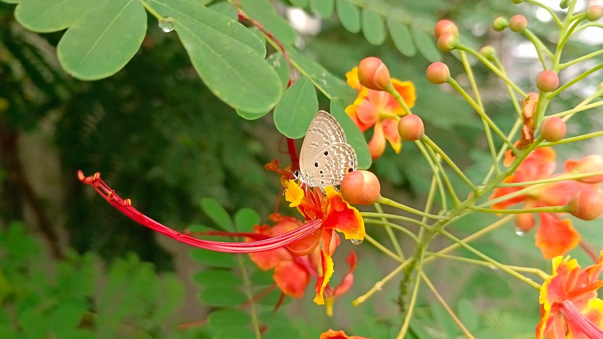 ছবি: মোস্তাফিজুর রহমান