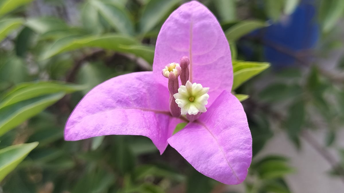 ছবি: সাজেদুল আলম