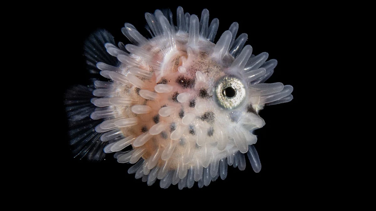  ছবি: জিয়ালিং কাই 