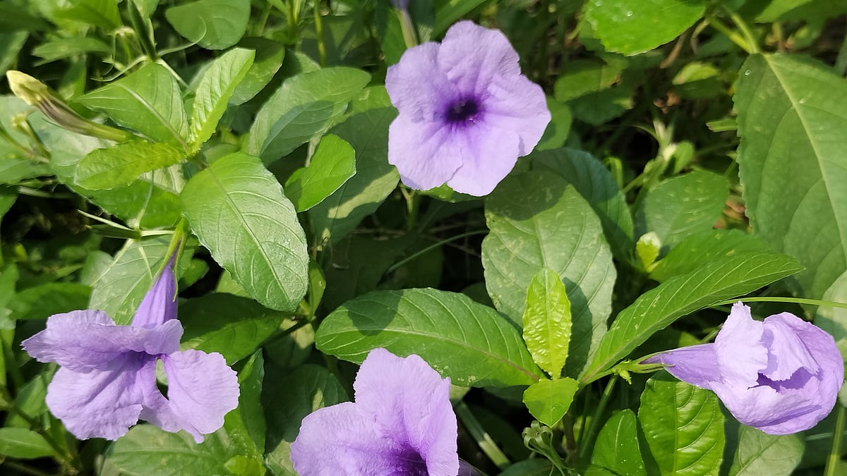 ছবি: সাজেদুল আলম