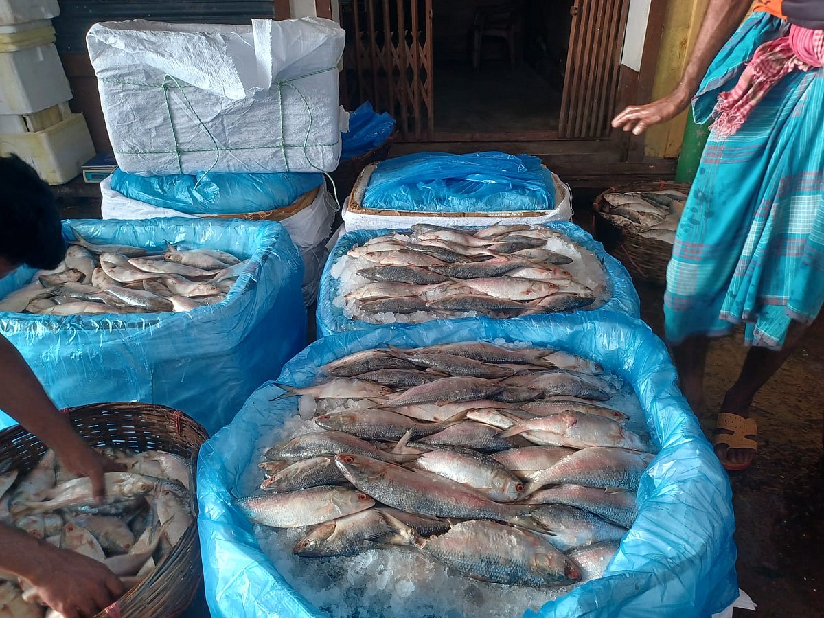 দেশের বাজারের চেয়ে কম দরে ভারতে কীভাবে ইলিশ রপ্তানি হচ্ছে | প্রথম আলো
