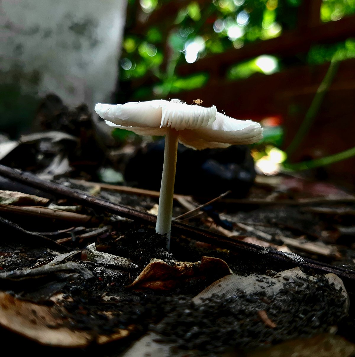 পাঠকের ছবি (২৩ সেপ্টেম্বর ২০২৫)